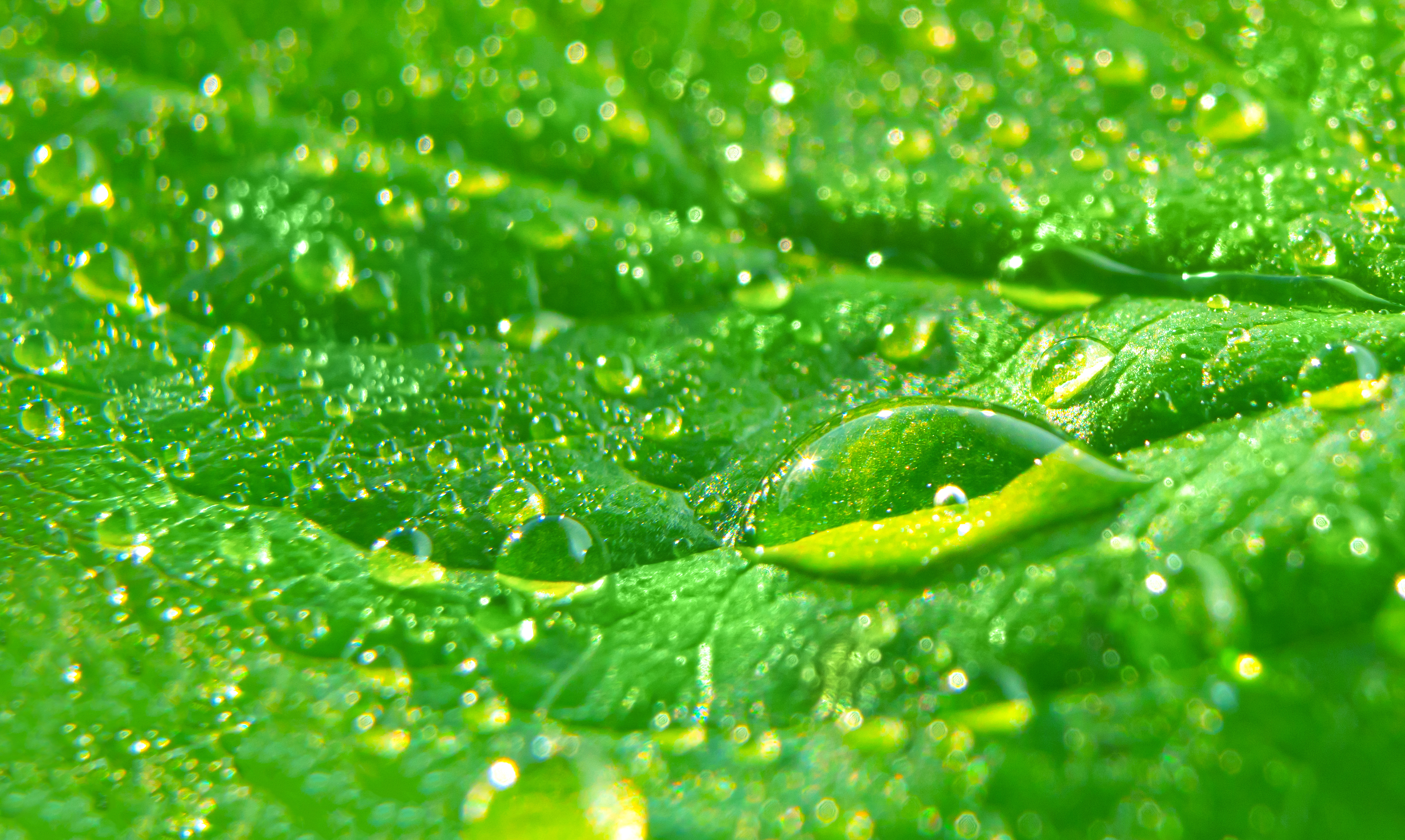 Learn How Photosynthesis Creates a Natural Chemical Reaction Close up of water drops on a green leaf