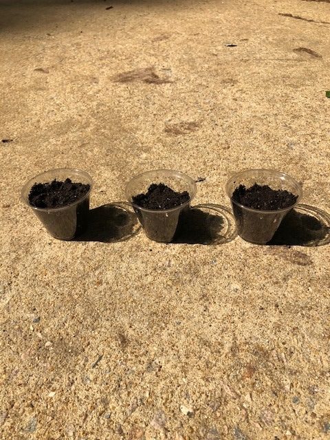 three plastic cups full of soil