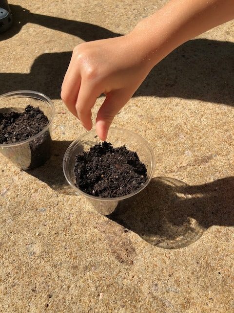 hand putting basil seeds into plastic cup full of soil