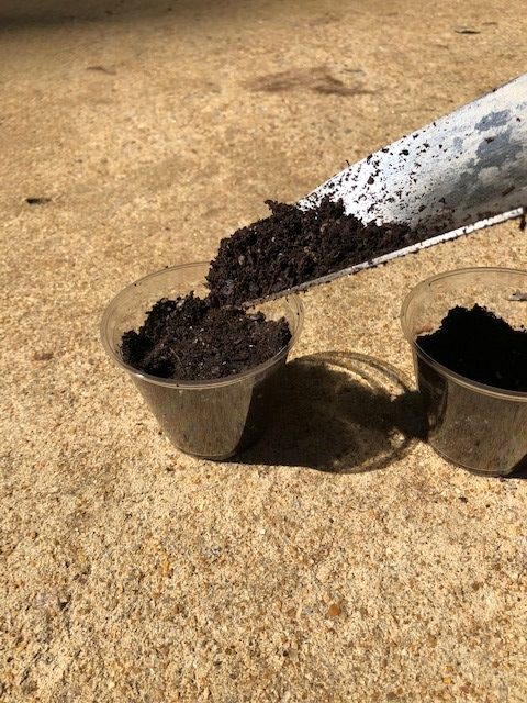 trowel placing soil in plastic cup