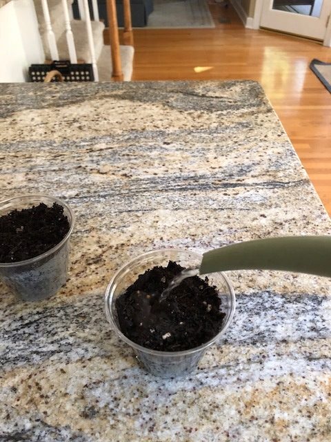 watering soil in plastic cups