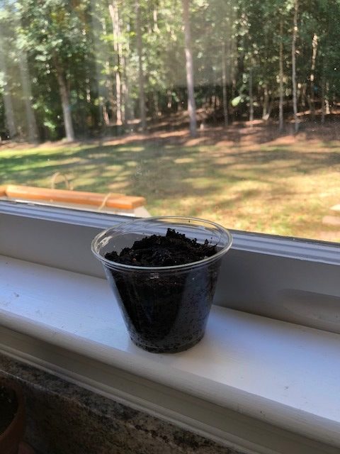plastic cup full of soil on windowsill