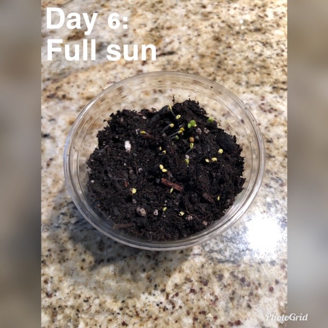 day 6 of the experiment for the plastic cup full of soil in full sun, more growth