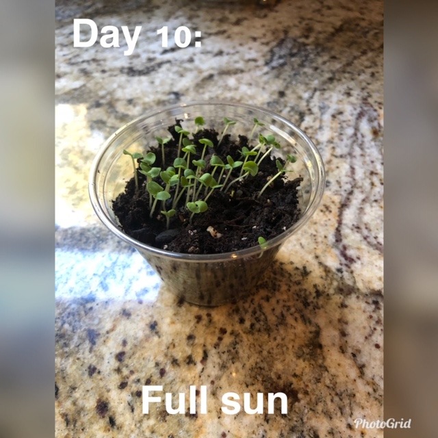 day 10 of experiment of plastic cups full of soil with full sun, green growth