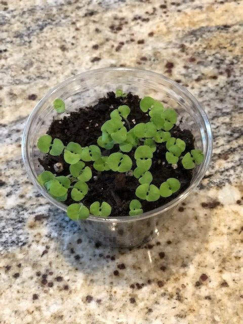 day 14 of experiment with plastic cup full of soil in full sun, lots of green growth