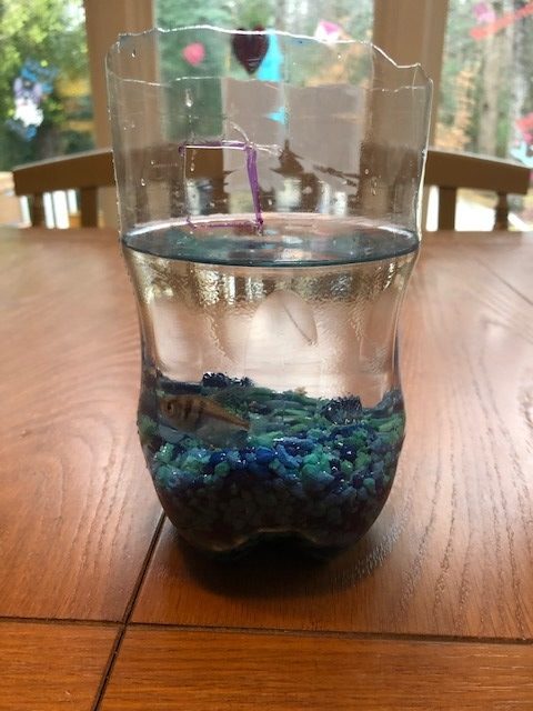 two thirds of plastic liter battle filled halfway with water, rocks, and a fish