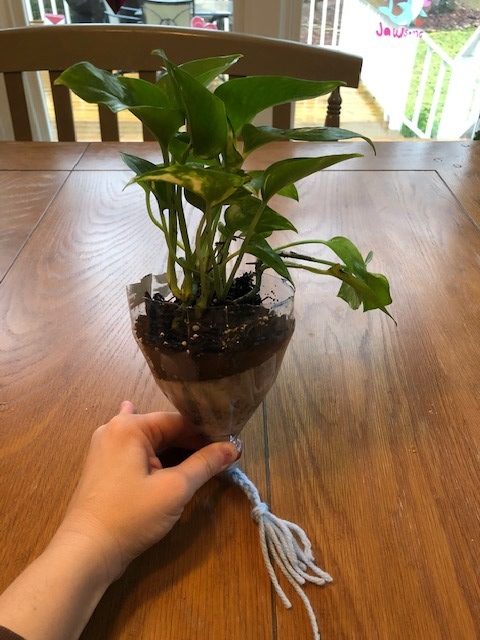 plant and soil inside top of plastic liter bottle