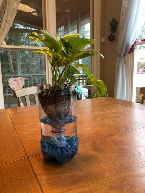 plant inside top plastic liter bottle inside the bottom half of liter bottle filled with water, rocks, and fish