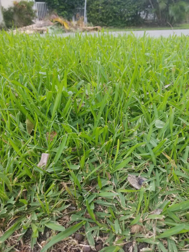 image of green grass
