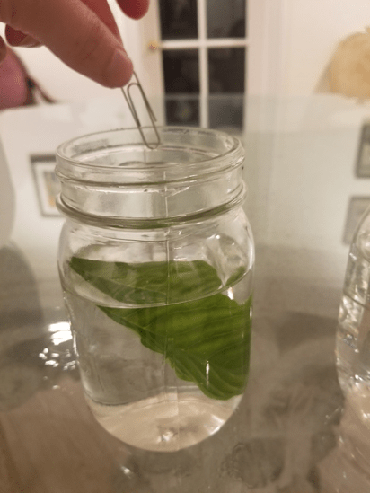 jar with leaf, egg shell, and paperclip