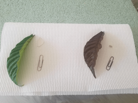 materials after 5 days