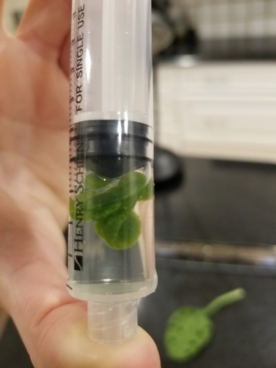 syringe with solution and leaves