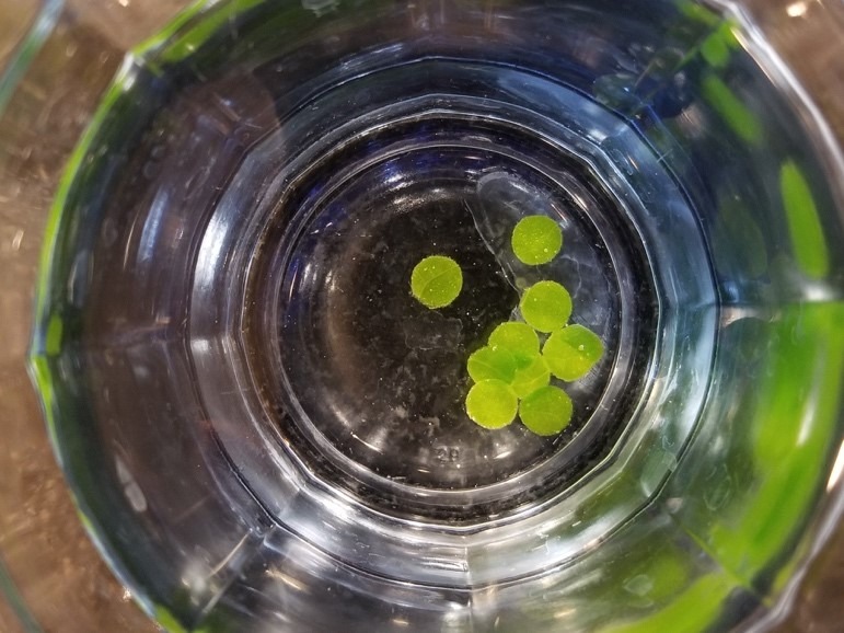 leaves in a glass