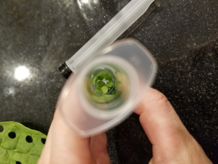 syringe with leaves